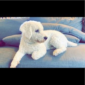 Meet your Posher, Carmen